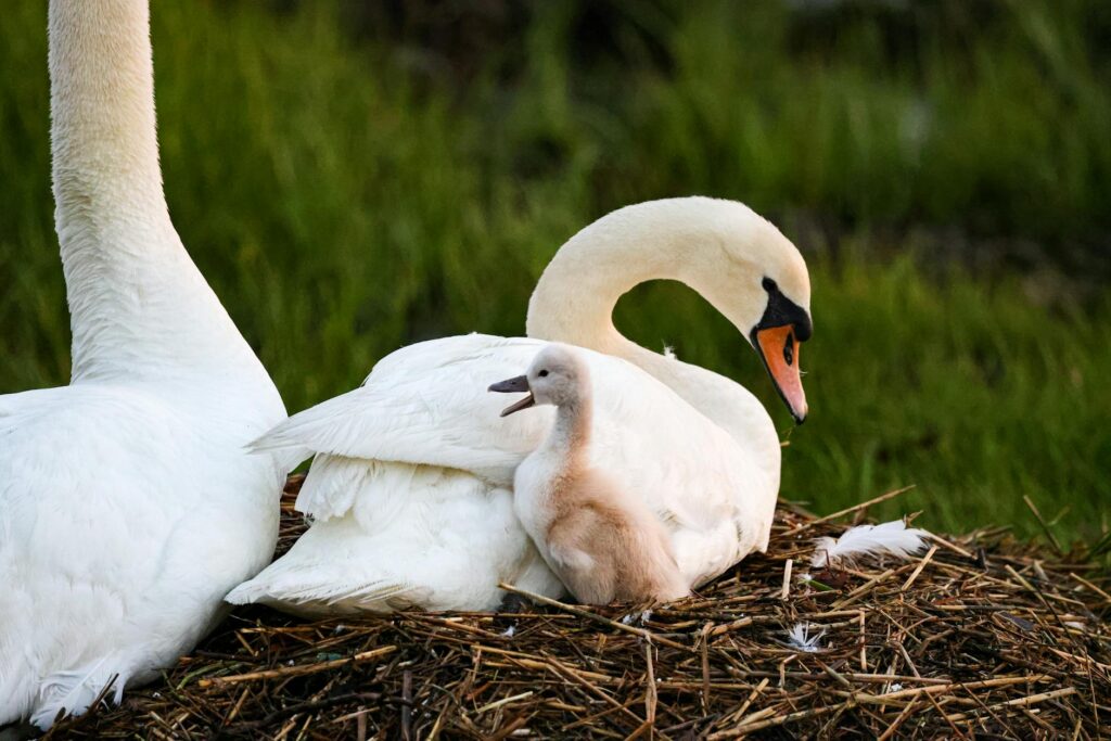 swans and cygnet