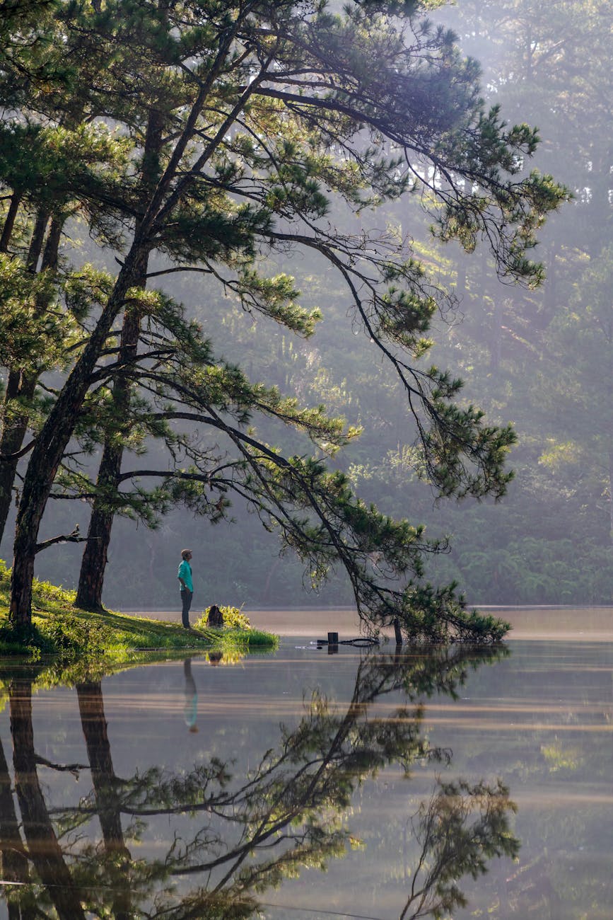 serene lake scene with reflected pine trees