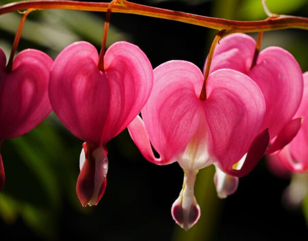 pink bleeding heart flowers