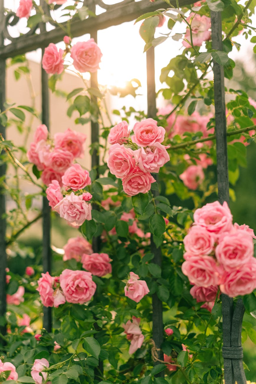 elegant roses in bloom