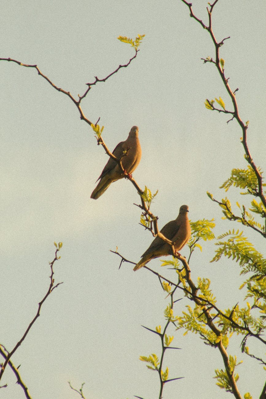 two birds are sitting on a tree branch