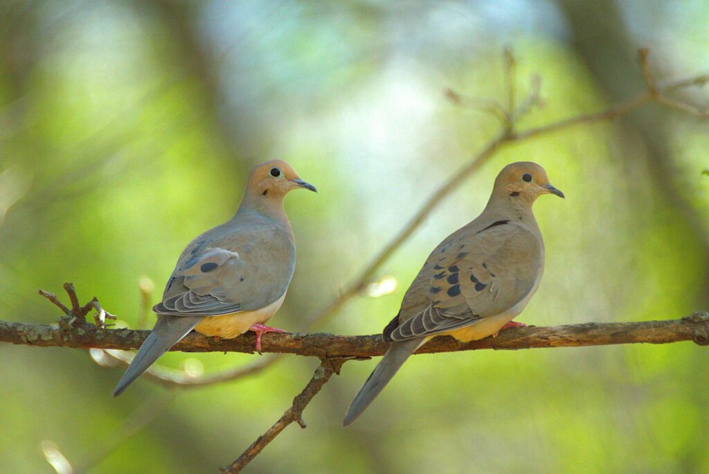 pair of mourning doves on a tree branch