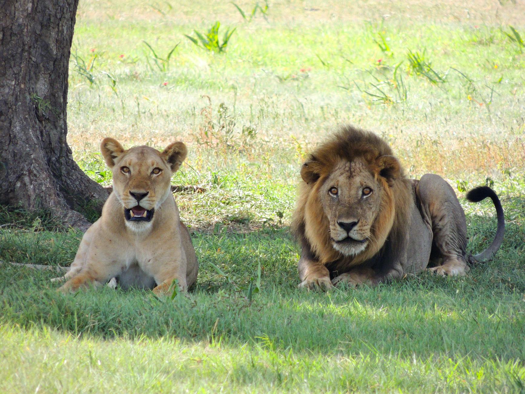 Strong and Courageous: Trusting God in the Light of Psalm 27 and Psalm 31